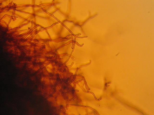 Coltricia perennis? (Coltricia perennis)